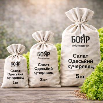 Насіння салату Одеський кучерявець 1 кг 77844a3e-923b-4b90-9e5d-d96cf522ac5c фото